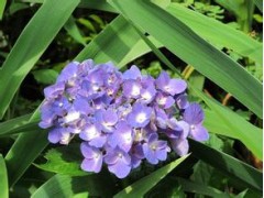 八仙花冷库